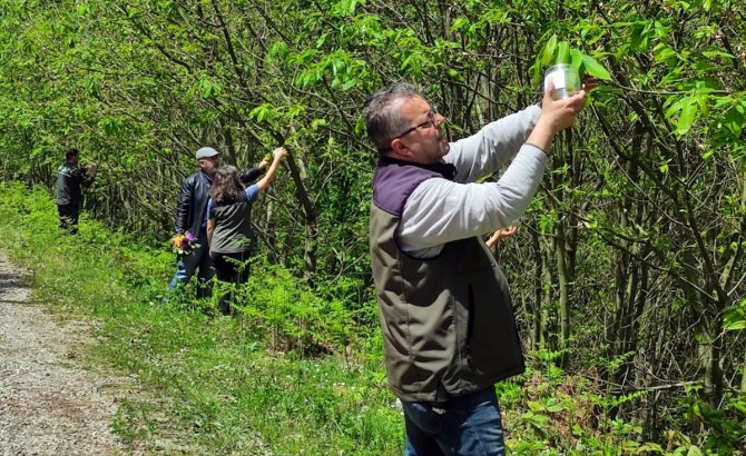 Sinop'ta kestane ağaçlarını korumak için doğaya avcı böcekler bırakıldı