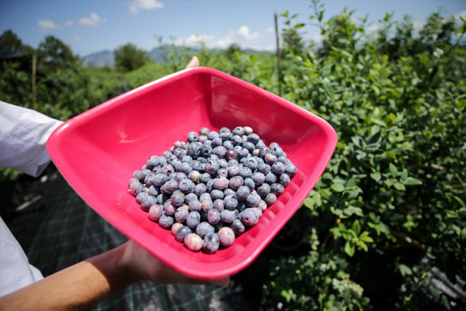 Saksılarda üretilerek ihracatı da yapılan mavi yemişe talep artıyor