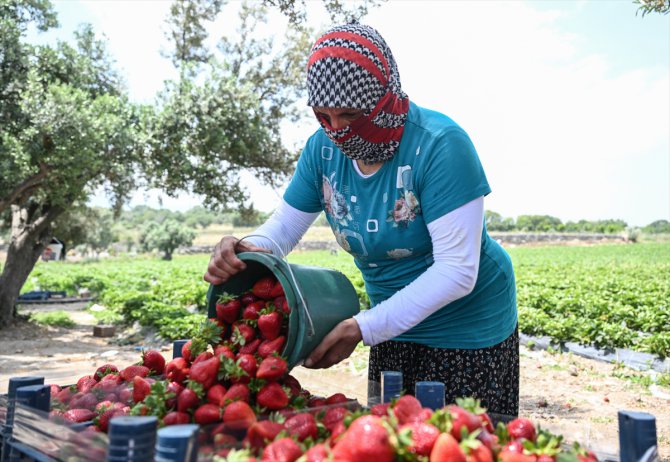 İzmir Menemen'de oylarını kullanan üreticiler çilek hasadına devam etti
