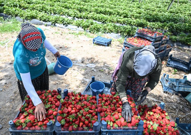 İzmir Menemen'de oylarını kullanan üreticiler çilek hasadına devam etti