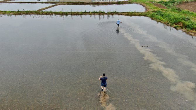 Düzce'de yetiştirilen tescilli Konuralp pirincinin ekim alanı desteklerle genişliyor