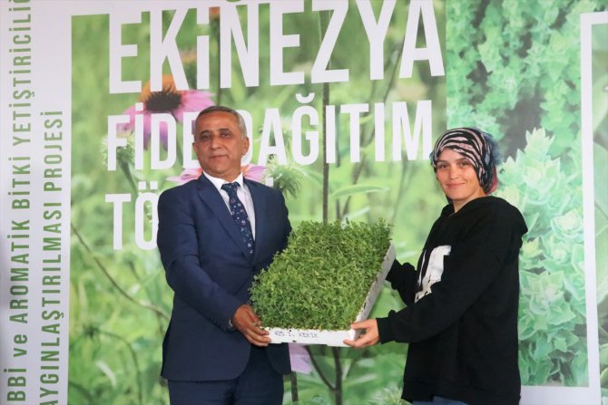Samsun'da geçen yıl 1265 ton tıbbi aromatik bitki üretildi