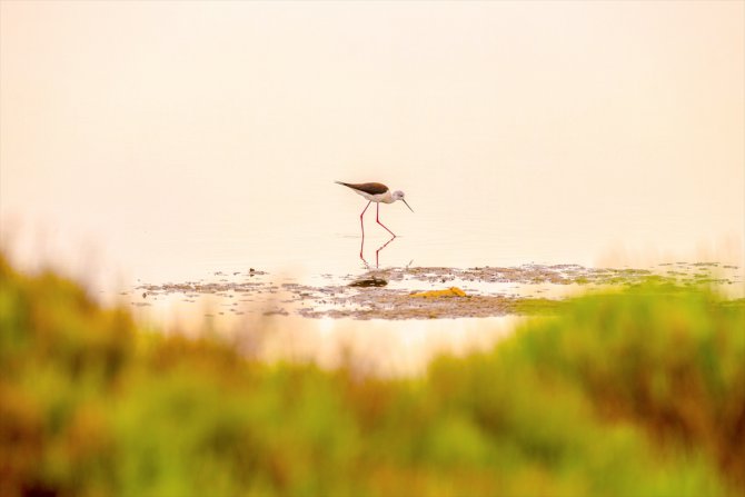 Tunus’ta kuşların göç yolundaki su havzası, kirlilik nedeniyle yok olma tehlikesi altında