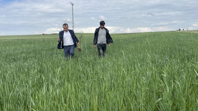 Yozgat'ta çiftçiler pas ve san hastalığına karşı uyarıldı