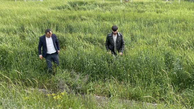 Yozgat'ta çiftçiler pas ve san hastalığına karşı uyarıldı