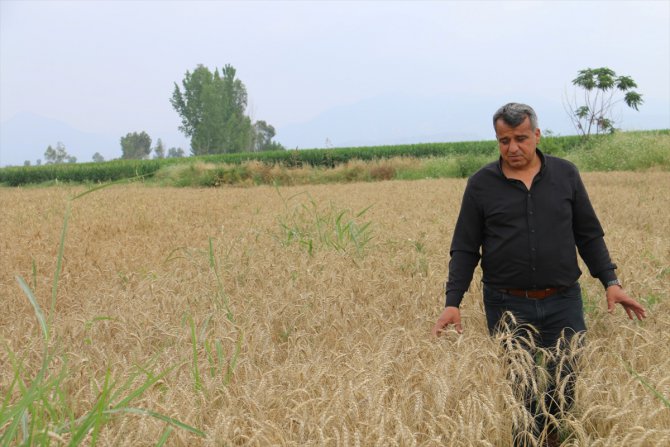 Çukurova'da buğday hasadı başladı