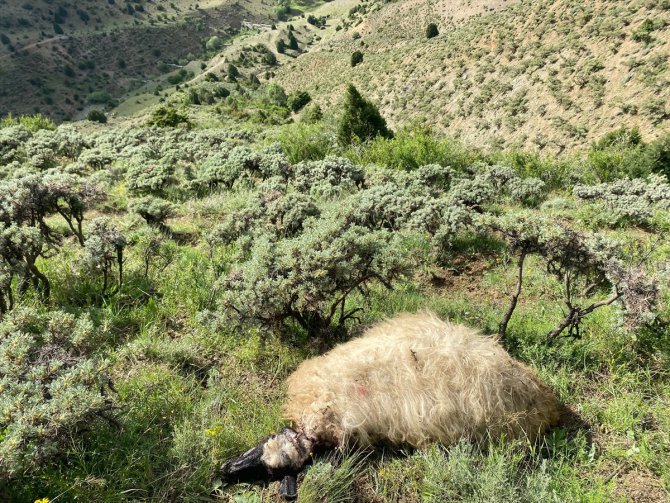 Erzincan'da kurt sürüsü 20 koyunu telef etti