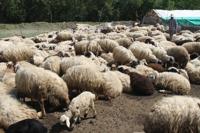 Erzincan'da kurt sürüsü 20 koyunu telef etti