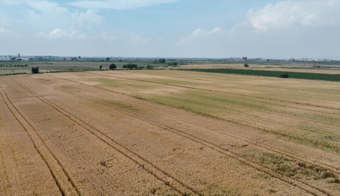 Menemen Ovası'nda hasada hazırlanan tahıl üreticileri, verimli bir sezon bekliyor