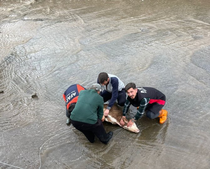 Ardahan'da Kura Nehri'ne düşen buzağı kurtarıldı