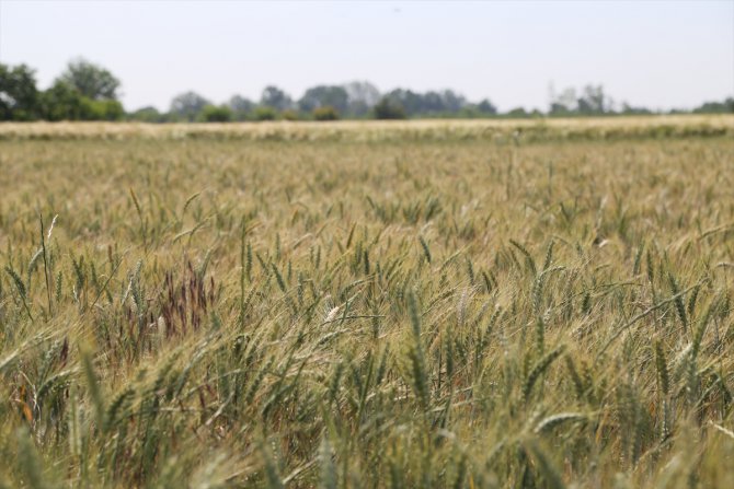 Edirne'de bu sezon buğday rekoltesinin yüksek olması bekleniyor
