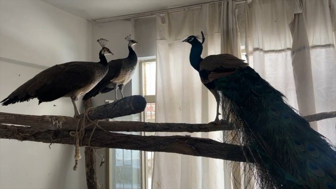 Ordu'da evinde izinsiz Hint tavus kuşu besleyen kişiye 5 bin 250 lira ceza