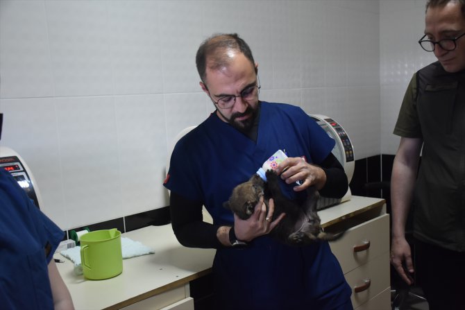 Kafkas Yaban Hayvanı Kurtarma ve Rehabilitasyon Merkezi, yaban hayatına şifa oluyor