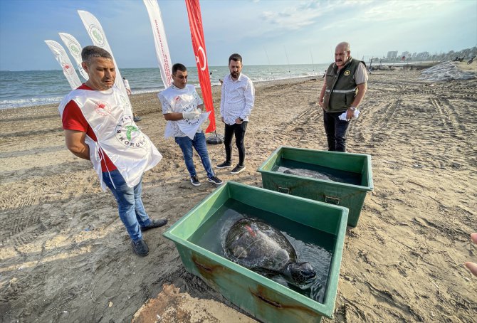 Mersin'de 2 yeşil deniz kaplumbağası denize bırakıldı