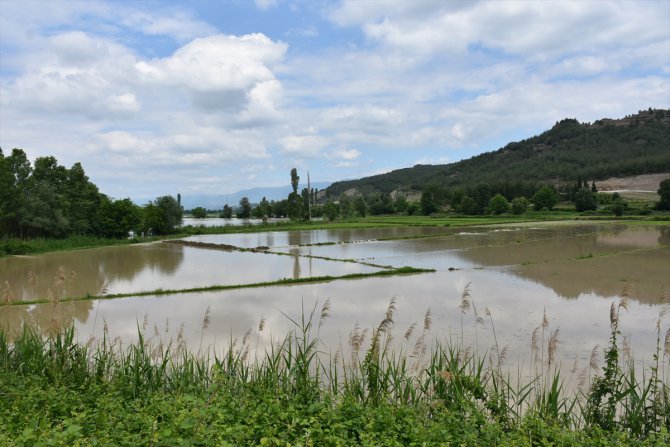 Sinop'un Boyabat ilçesinde su taşkını çeltik tarlalarına zarar verdi