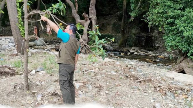 Balıkesir'de yaralı bulunan ağaç kamışçını cinsi kuş tedavi edilerek doğaya salındı