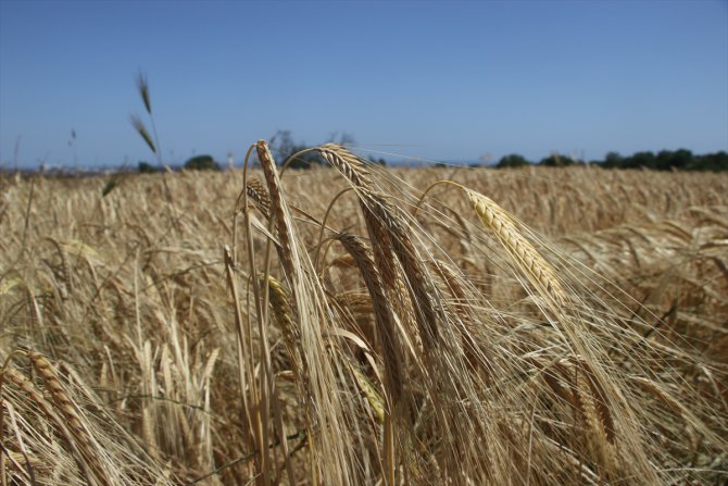Buğday ve arpa fiyatları Trakya çiftçisinin beklentisini karşıladı