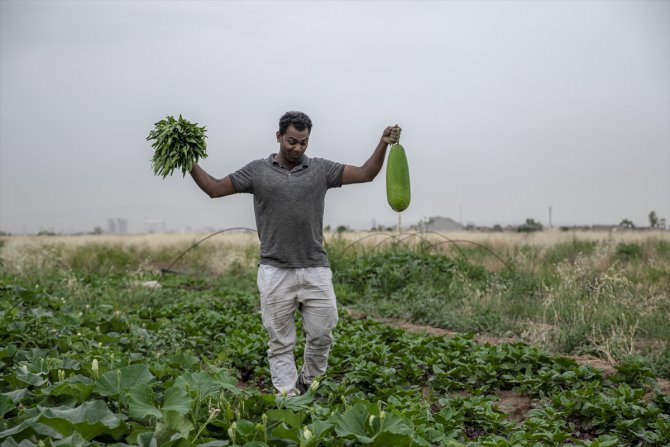 Bangladeşli 4 arkadaş Erbil’de çiftçilik yaparak ülkelerine has ürünler yetiştiriyor