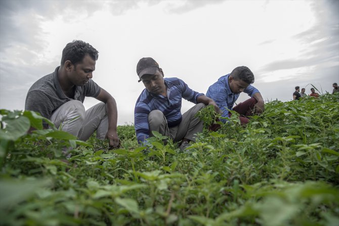 Bangladeşli 4 arkadaş Erbil’de çiftçilik yaparak ülkelerine has ürünler yetiştiriyor