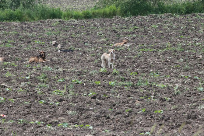 Bolu'da sahipsiz köpeklerin etki alanı çipli takip sistemiyle belirleniyor