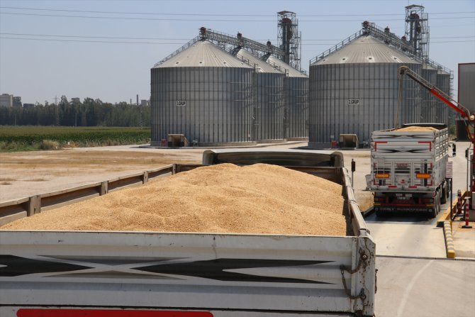 Buğday ve arpa fiyatları Çukurova'daki çiftçilerin beklentisini karşıladı