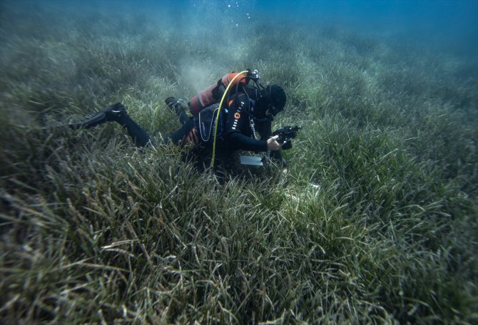 Ege Denizi'nde dalış yapan akademisyenler deniz çayırlarının ekolojik durumunu inceliyor