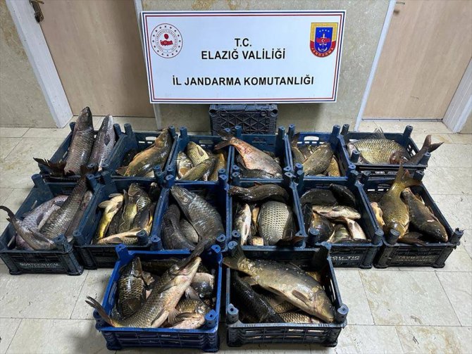 Elazığ'da kaçak avlanan 1 ton balık yakalandı