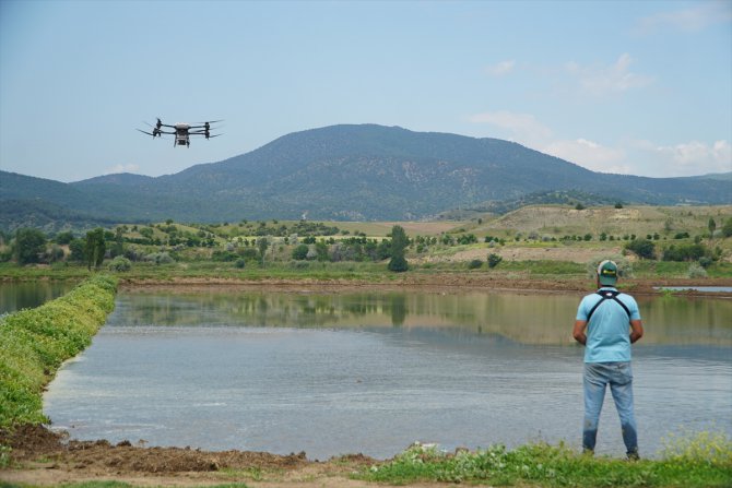 Pirinçte marka olan Osmancık'ta çeltik ekiminde maliyet dronla düşürülüyor