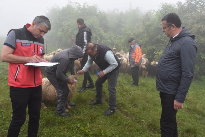 Ordu'da ayı saldırısında koyunları telef olan besicilerin mağduriyeti giderildi