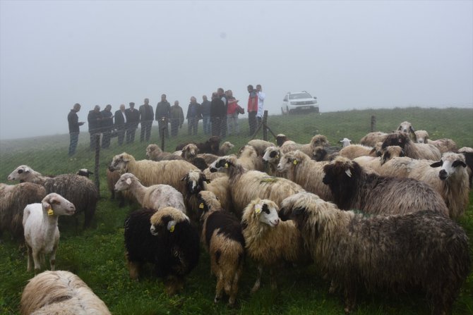Ordu'da ayı saldırısında koyunları telef olan besicilerin mağduriyeti giderildi