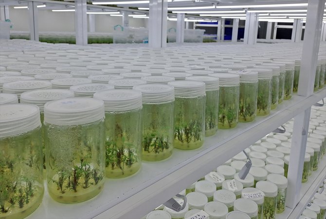 Sakarya'da laboratuvarda üretilen orkideler Almanya ve Hollanda'da mekanları süslüyor