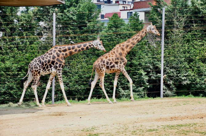 Kocaeli'de hayvanat bahçesinin "Afrikalı sakinleri", doğal ortamlarına uygun alanlarda yaşıyor