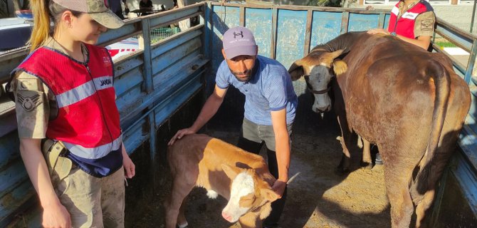 Şanlıurfa'da inek çaldığı iddia edilen 1 şüpheli tutuklandı