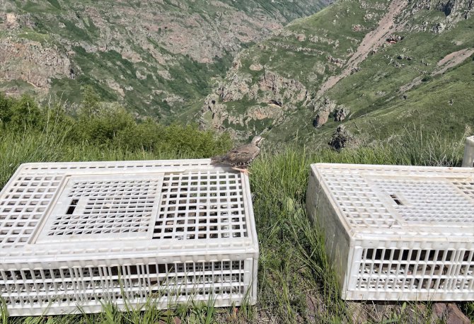 Ardahan'da 600 kınalı keklik doğaya bırakıldı