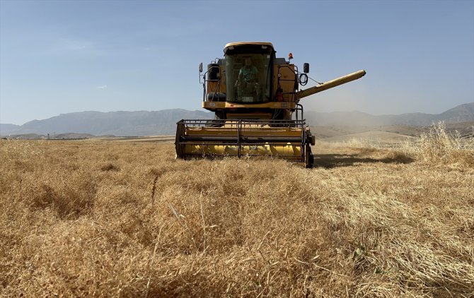 Şırnak'ta tarıma kazandırılan atıl araziler mercimek üretimiyle canlandı