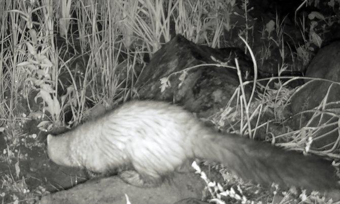 Aras Nehri çevresindeki memeli türleri gece görüşlü kameralarla kayıt altına alınıyor
