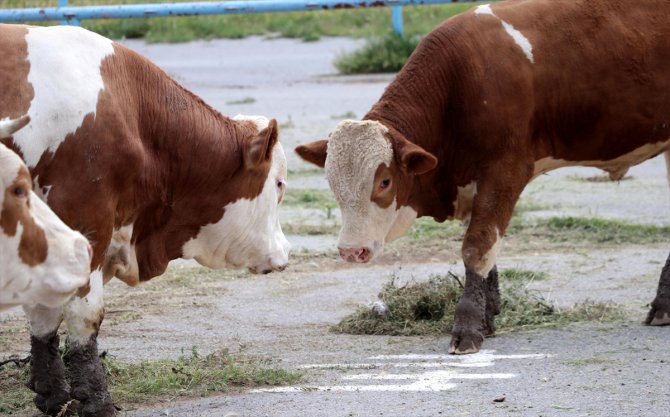 Sivas'ta şap hastalığı nedeniyle kurbanlık hayvan pazarı açılmayacak