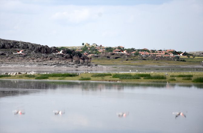 Doğa Koruma ve Milli Parklar ekibi Tuz Gölü'ndeki flamingolar için nöbet tutuyor