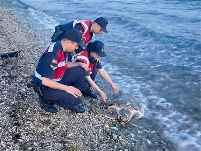 Muğla'da yaralı bulunan deniz kaplumbağası tedaviye alındı