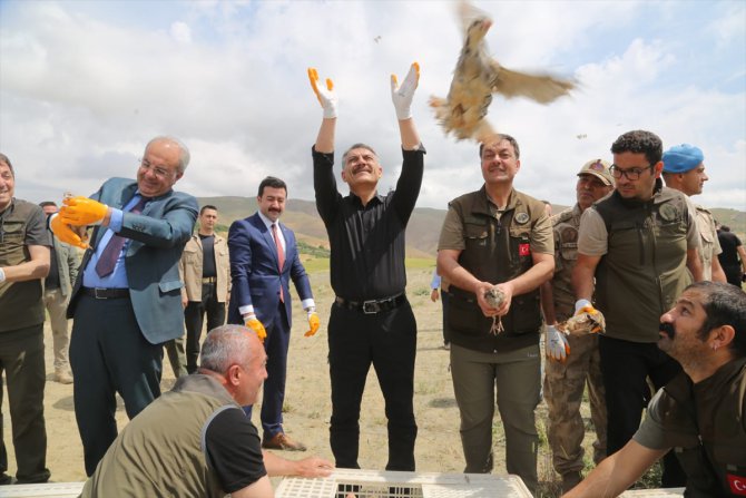Tunceli'de yaban hayatı için 600 kınalı keklik doğaya salındı
