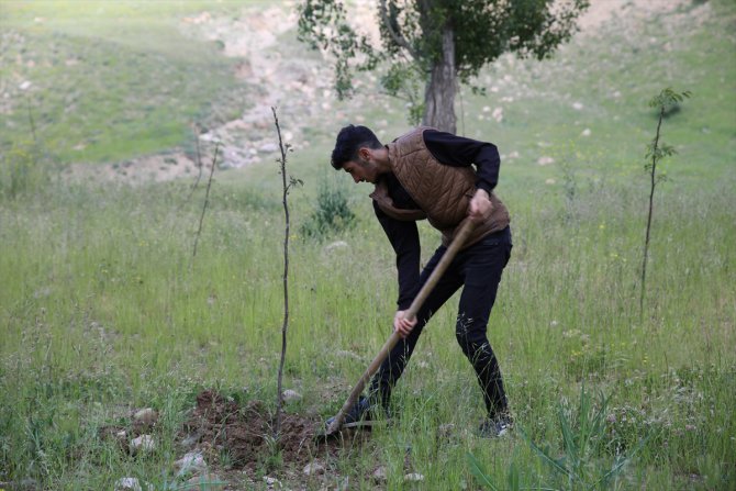 Van'da çiftçilere dağıtılan meyve fidanları toprakla buluşturuluyor