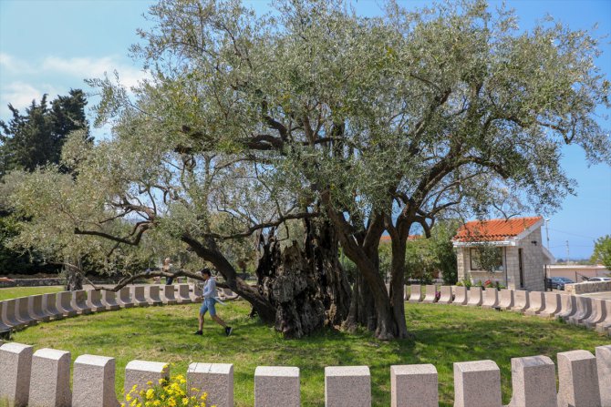 Karadağ'da barışı simgeleyen 2 bin 248 yaşındaki zeytin ağacı yıllara meydan okuyor