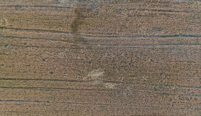 Trakya'da bahar yağmurları buğdayda rekolte beklentisini yükseltti