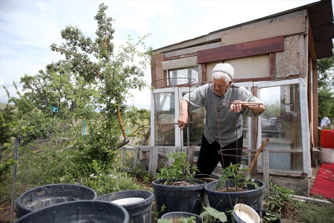 Yaşı 93 olmasına rağmen çevreyi yeşertmek için çalışmaktan vazgeçmiyor