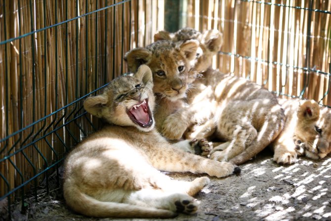 Antalya'daki yaşam parkında altız aslan yavrusu da var ikiz ayı yavrusu da