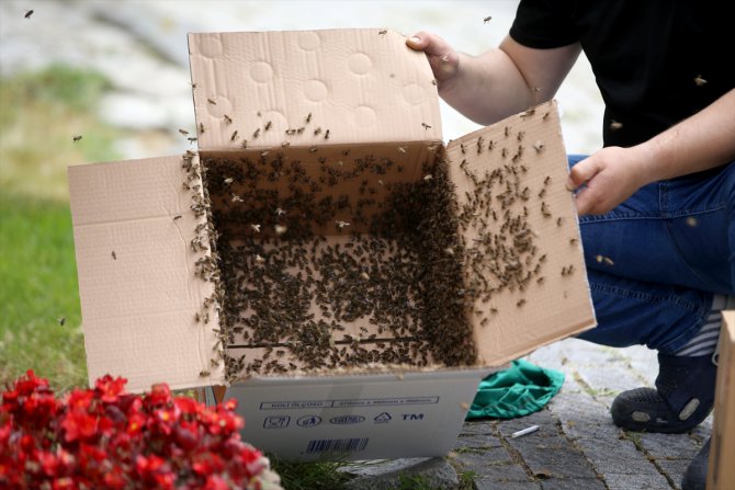 Kırklareli'nde süs bitkisine oğul veren arılar kutuya konularak uzaklaştırıldı