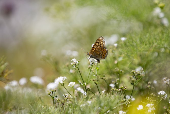 Tunceli'de tabiatın yeşermesiyle kelebek türleri de ortaya çıktı