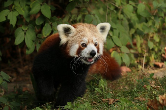 Polonya'da erkek kızıl panda "yalnız kalmak için" kafesinden kaçtı