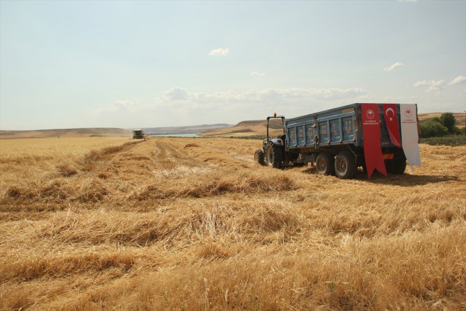 Garzan Ovası'nda buğday hasadı başladı