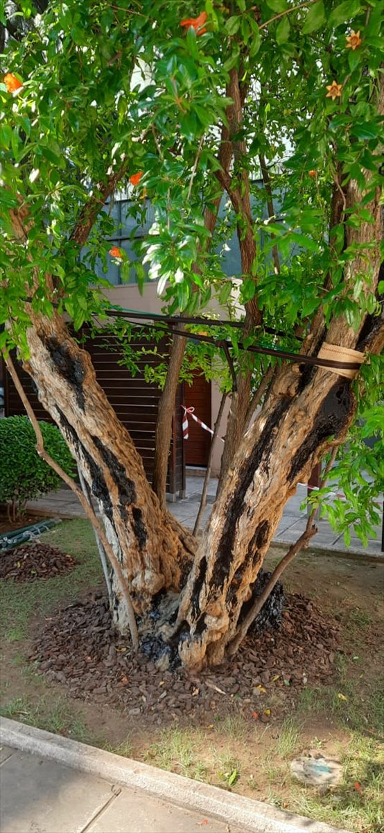 Selanik'teki Atatürk Evi'nde asırlık nar ağacının bakımı yapıldı